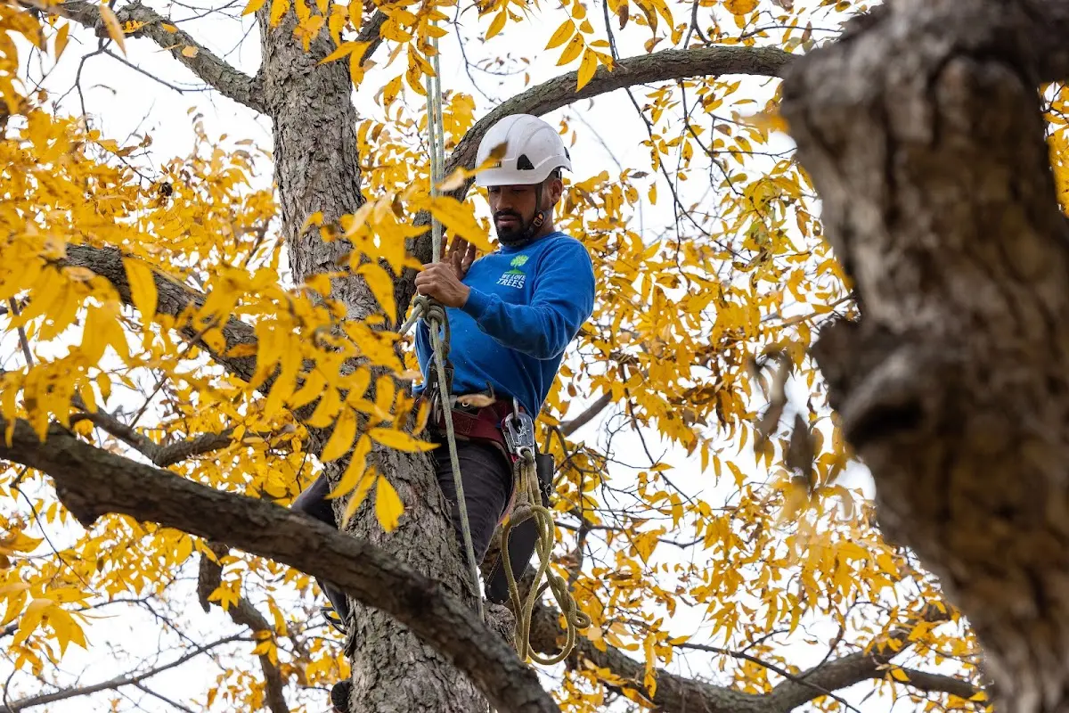 Skilled Tree Trimming crew working in Lenox